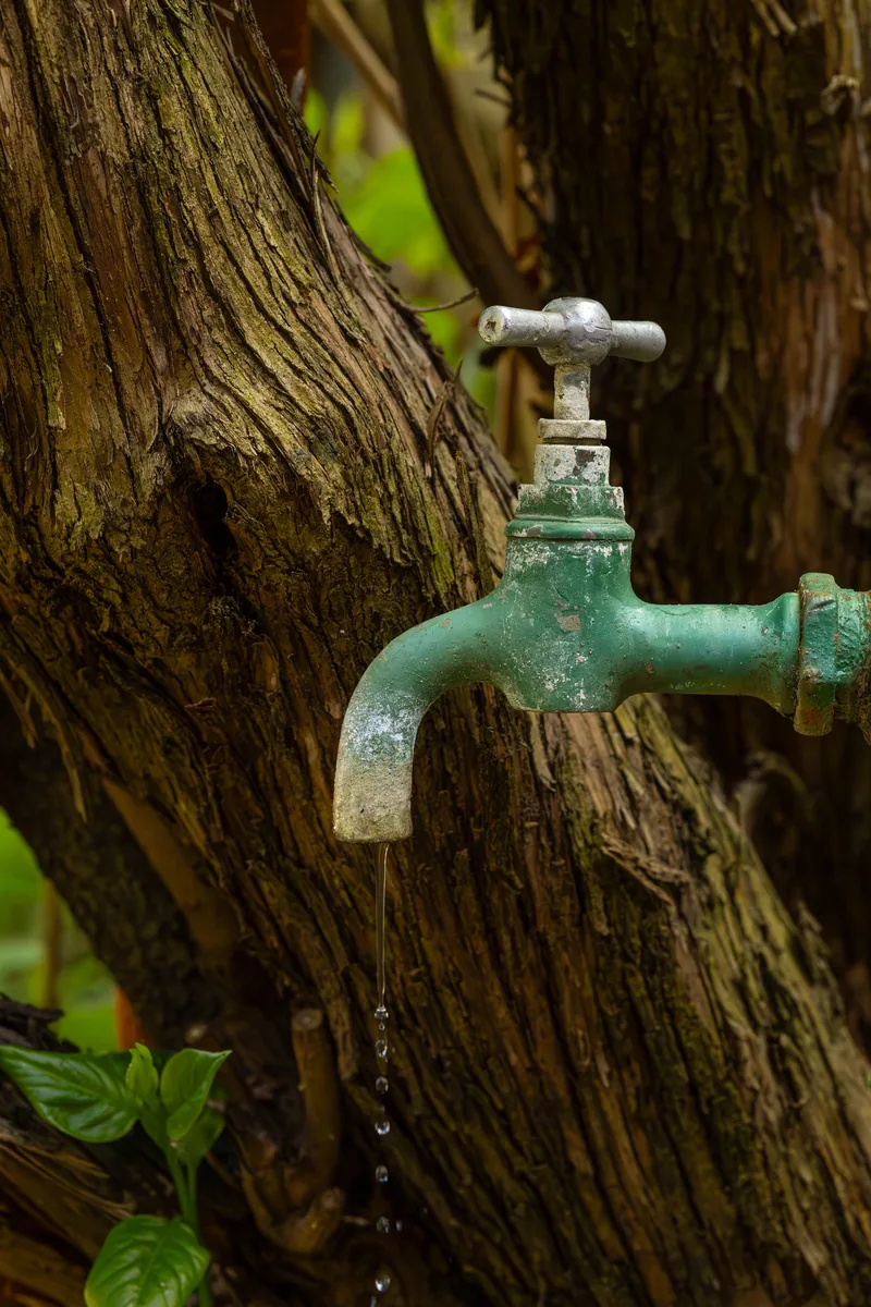 A weathered brass outdoor tap dripping water, its spout crusted with white mineral scale